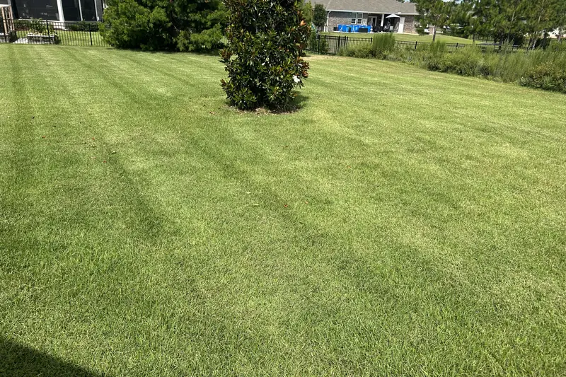 Green lawn mowed around a magnolia tree